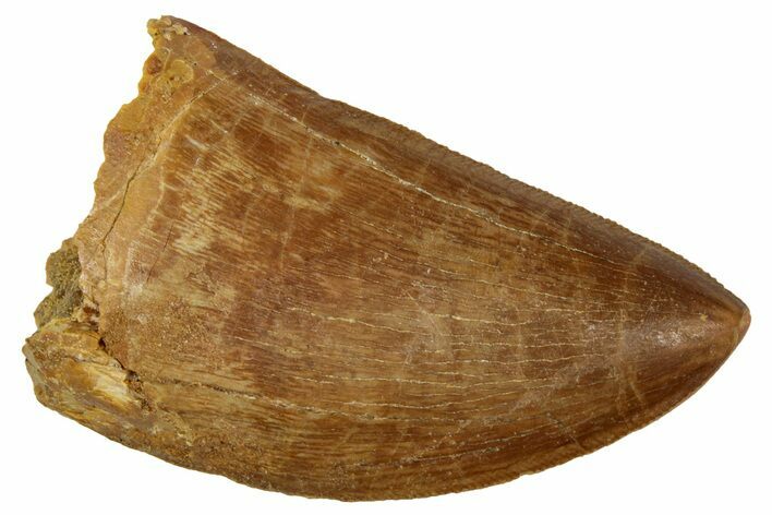 Serrated, Carcharodontosaurus Tooth - Stunning Preservation #241399